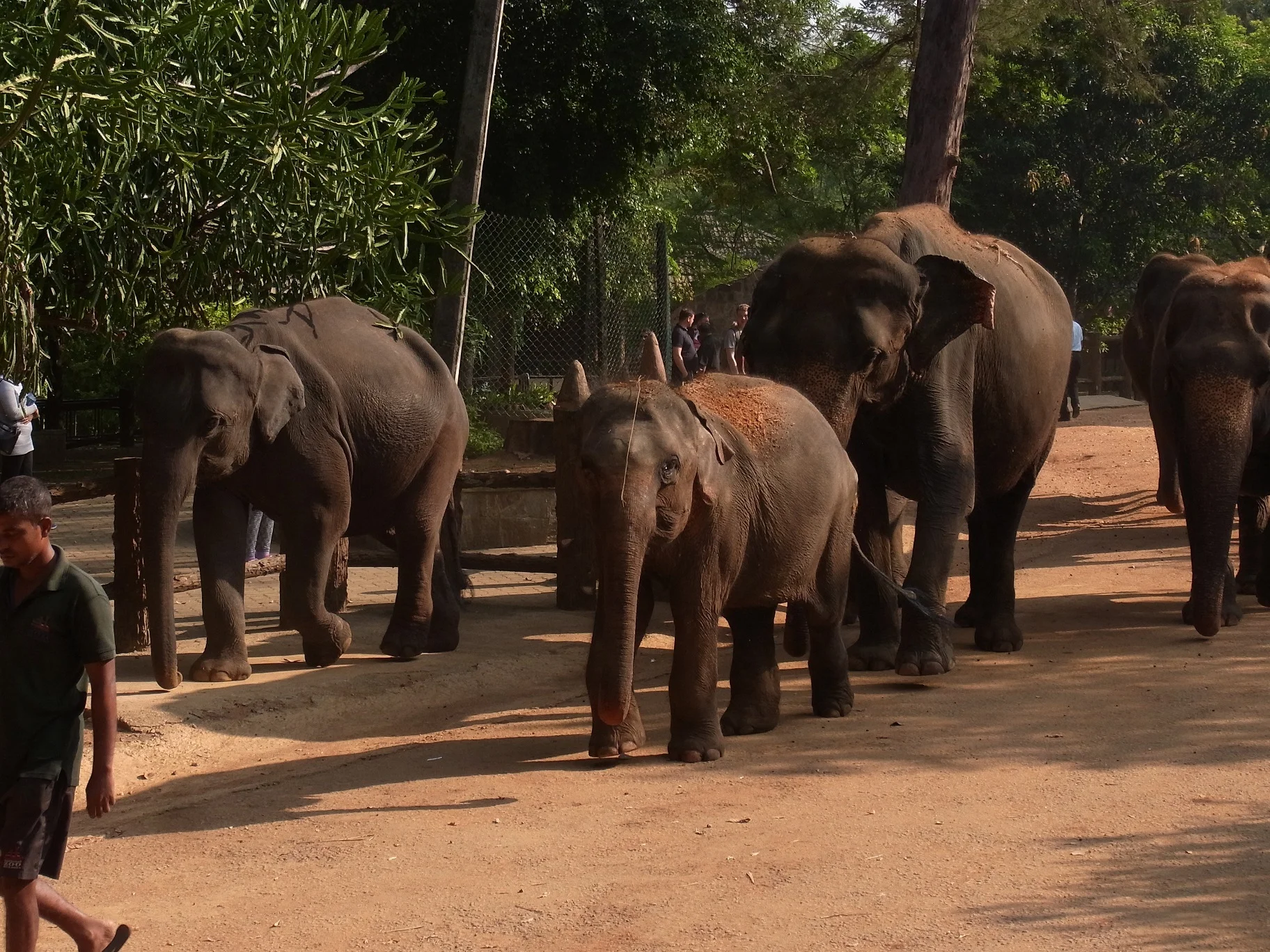 ピンナワラの象の孤児院＠スリランカ_1_1