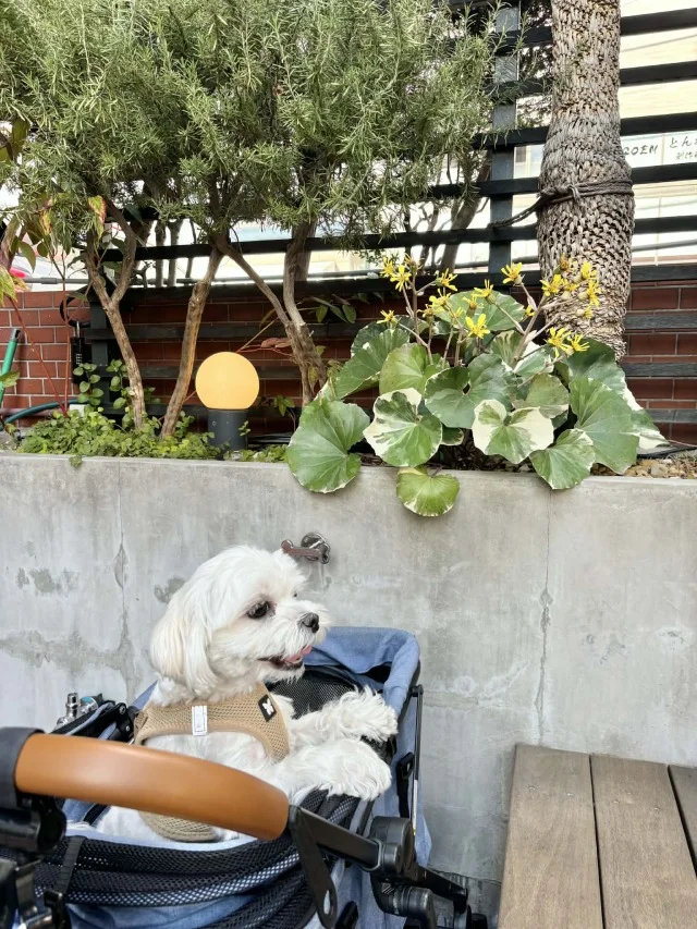 【都内超穴場！カフェ４選】ランチ後“２軒目”にもオススメ♡_1_9-1