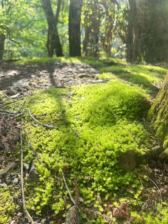 道志の森キャンプ場