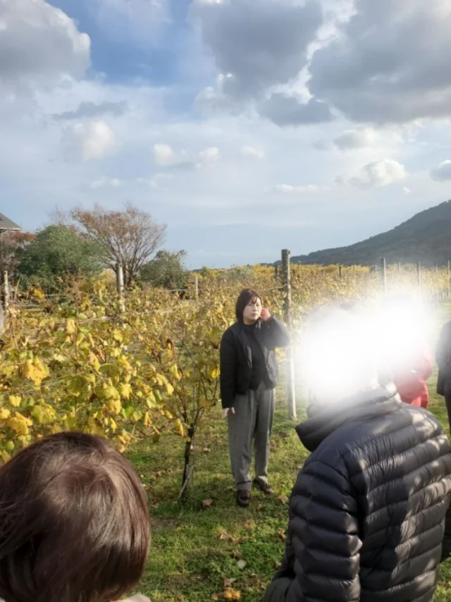 カーヴドッチワイナリーツアー、葡萄畑を歩きながら土壌や品種を学ぶ体験