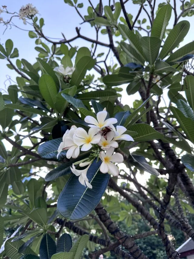 The sukhothai bangkok ホテル　スコータイ・バンコク