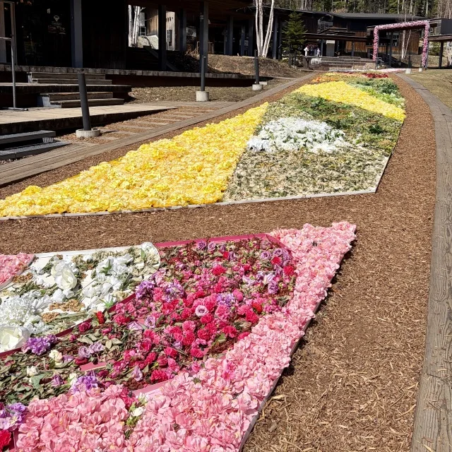 花咲くカーペットを眺めながら楽しむ“お花見団子アフタヌーンティー”_1_2