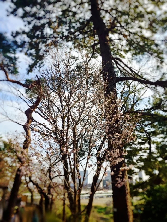 東京は桜が満開です♡_1_1