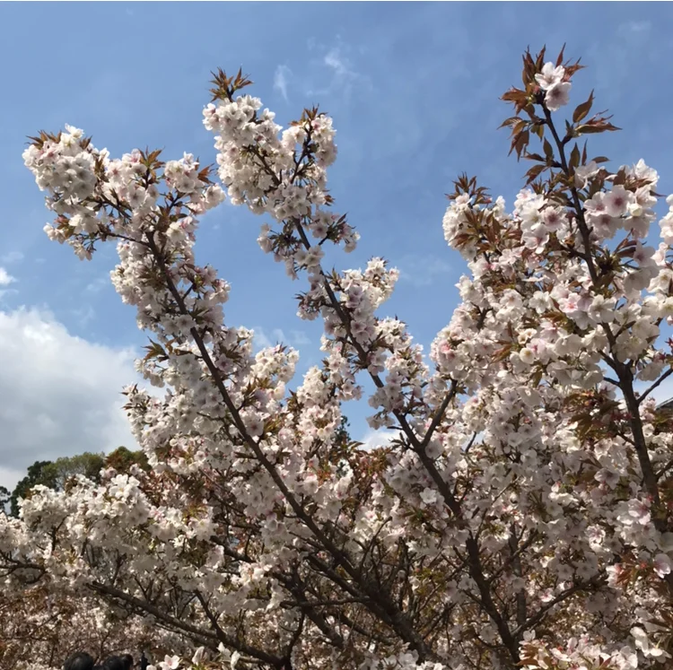京都 仁和寺。低気温な日のお花見はパーカーが大活躍！_1_3-2