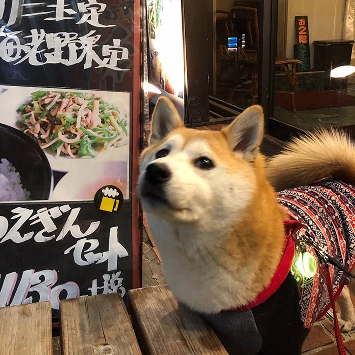 柴犬 ひなちゃん shibainu hina