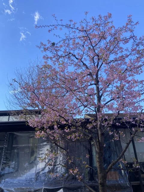【春気分なコスメ５選】花々の香りや桜ピンクを楽しむ美容アイテム_1_22