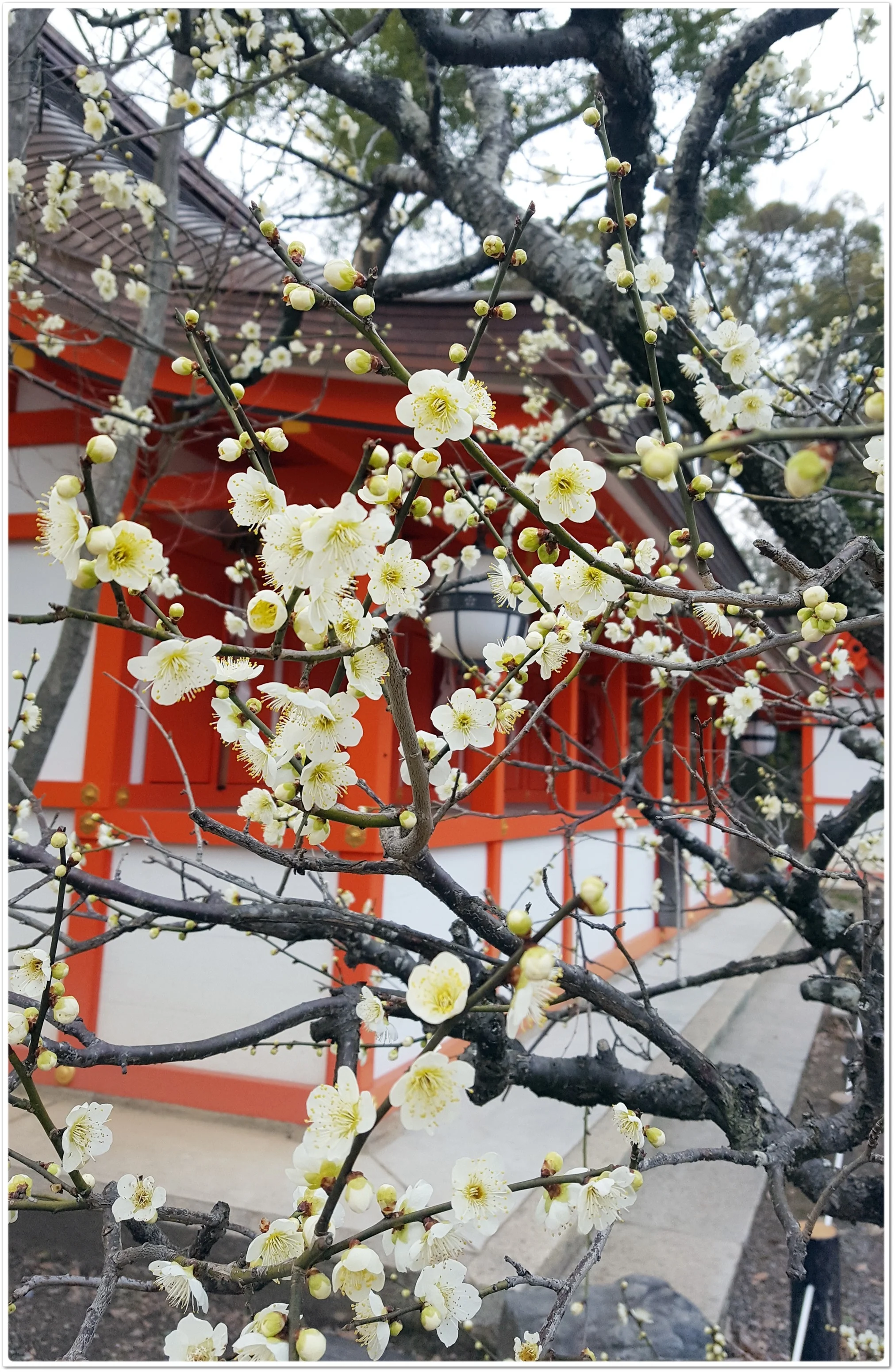 桜の前に出掛けてみませんか？京都で出会う梅の頃_1_1