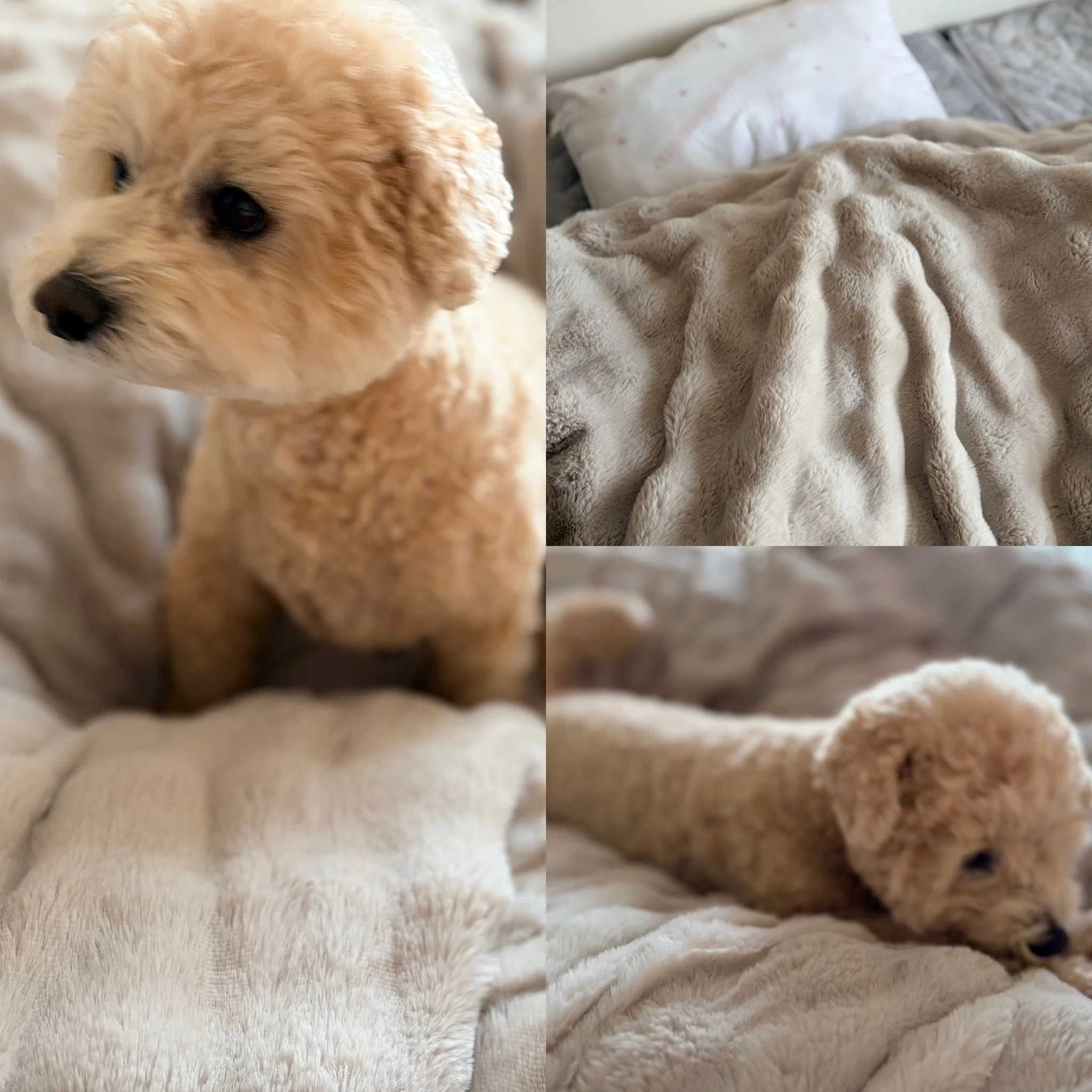 ニトリの“毛布にもなる掛ふとんカバー”が最高すぎた話