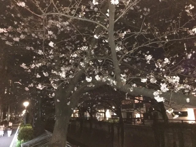 中目黒の夜桜_1_3