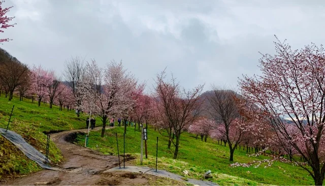 福島県でおすすめの『桜の名所』①_1_5-2
