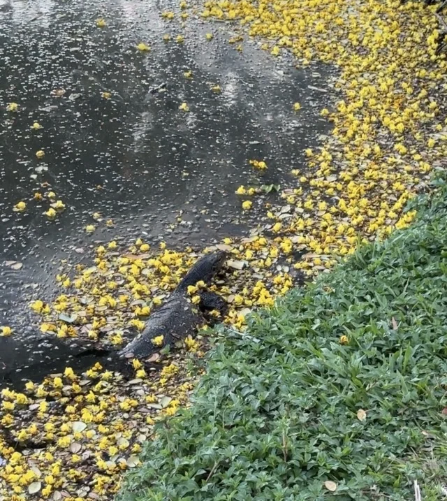 バンコク　ルンピニー公園