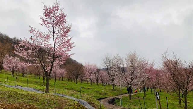 福島県でおすすめの『桜の名所』①_1_5-3