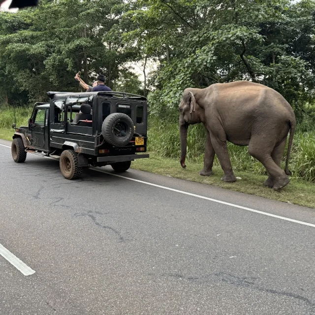 「騙された！ジープサファリで起きた想定外の出来事【スリランカ旅行②】」_1_10