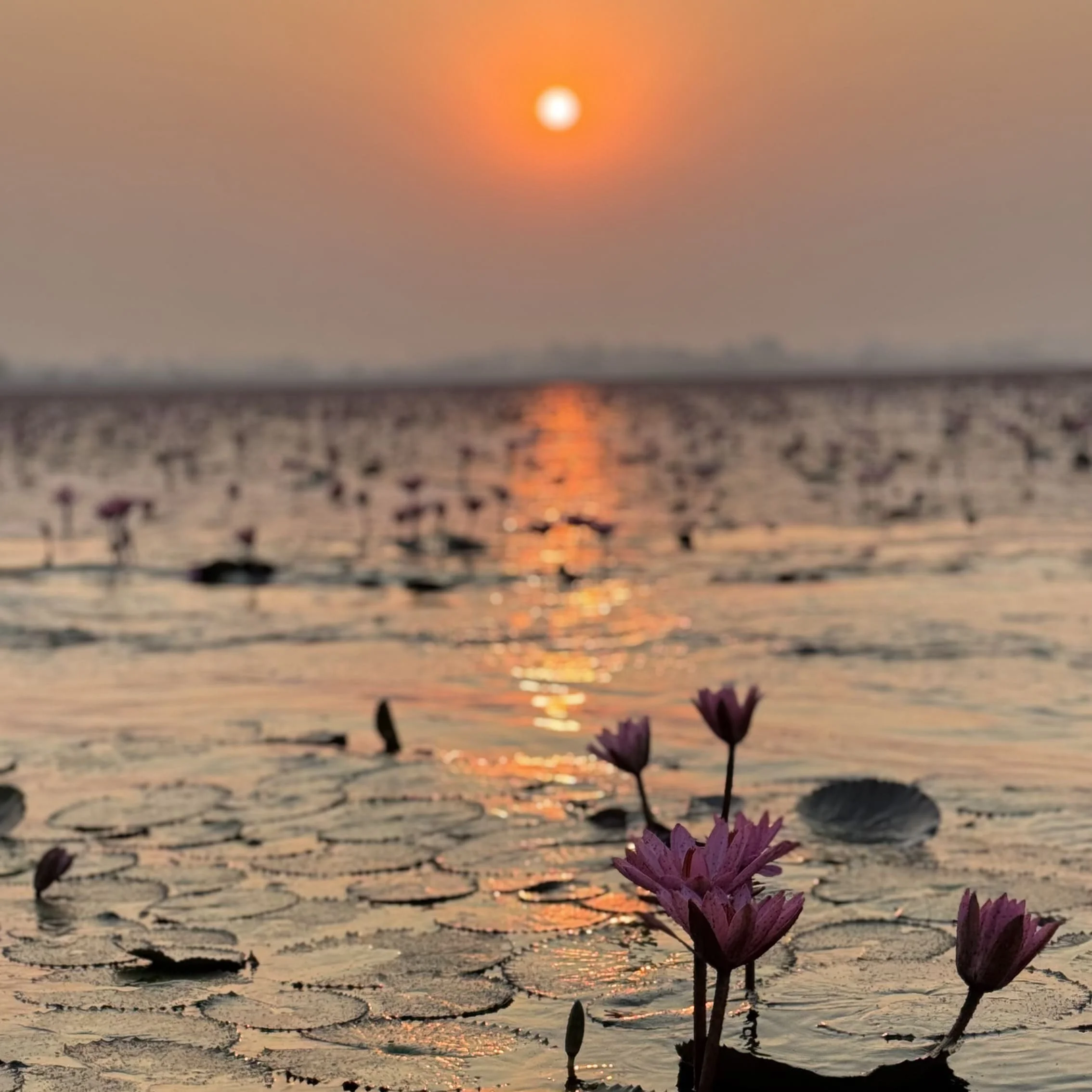 タイ絶景スポット！ピンクの睡蓮の海