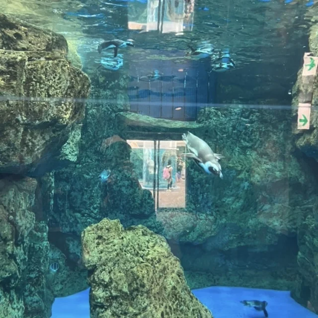 秋のお出掛けにもぴったりな京都水族館🦭_1_6-1