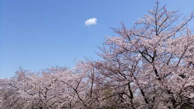 桜の綺麗なこの季節は_1_7