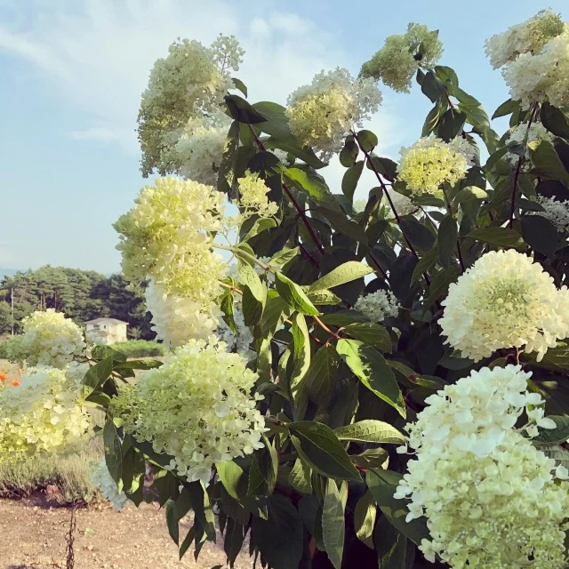 【yuccoのハーブ便り】植物の生命力に触れること。_1_2