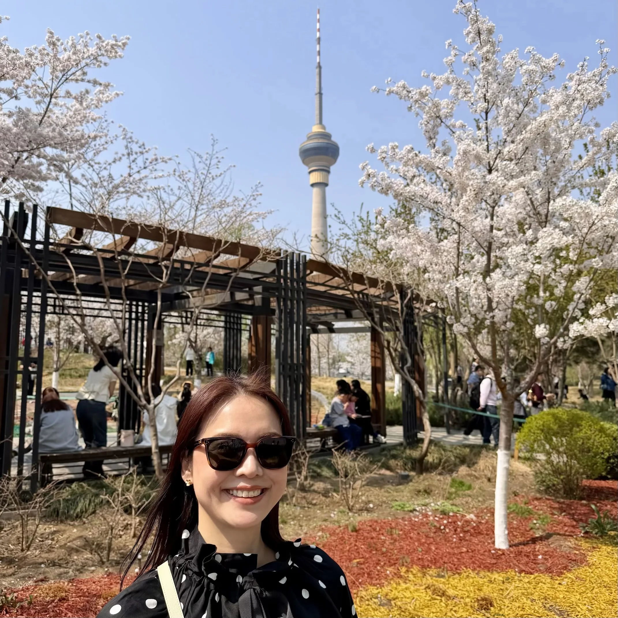 北京の春は一瞬！田中角栄首相が贈った桜に会いに「玉淵潭公園」へ