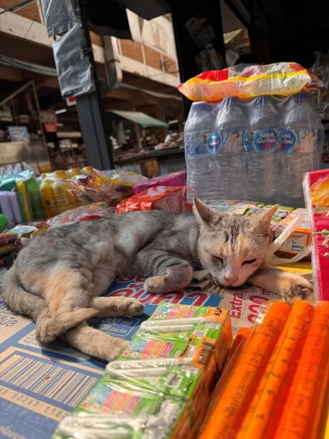 40代の初チェンマイ２日間ひとり旅｜カオソーイか否か、それが問題の【後編】_1_7