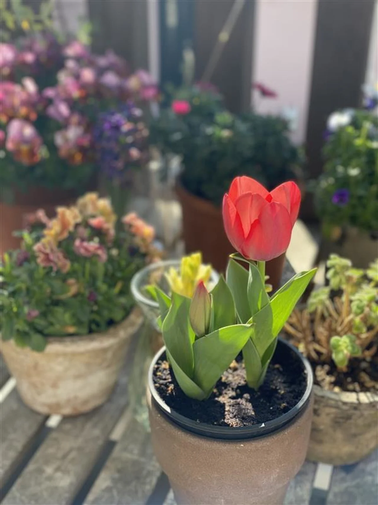 花を咲かせた赤いチューリップ１輪