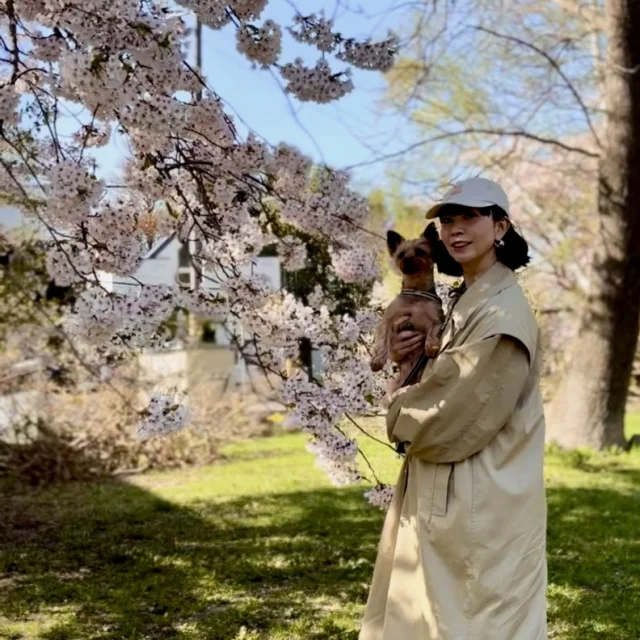 GWようやく北海道は桜が満開に!穴場スポットでお花見_1_2
