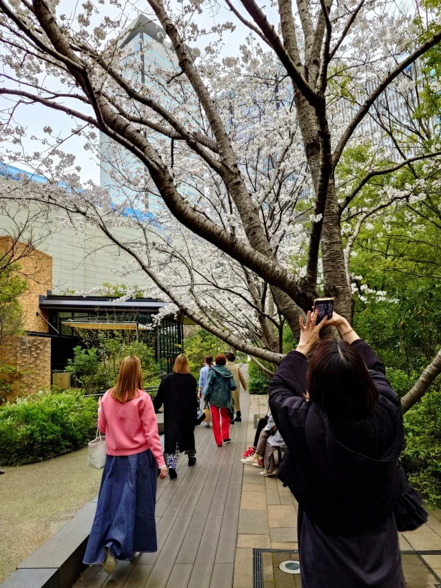 東京は桜が満開です♡_1_5-2