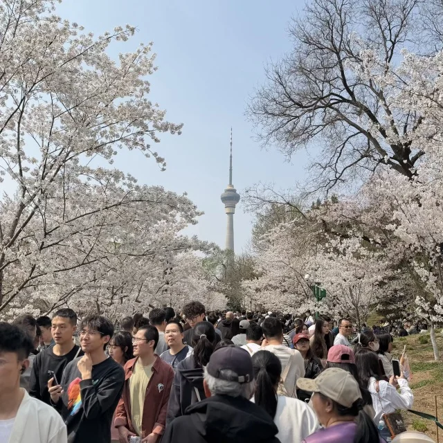 北京の春は一瞬！田中角栄首相が贈った桜に会いに「玉淵潭公園」へ_1_2