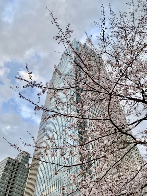 桜 花見