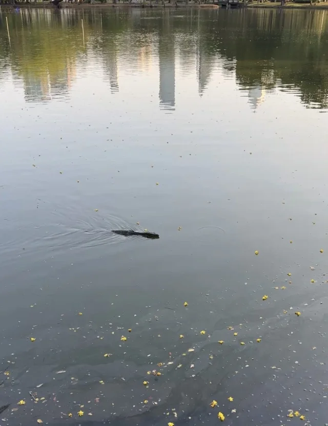 バンコク　ルンピニー公園