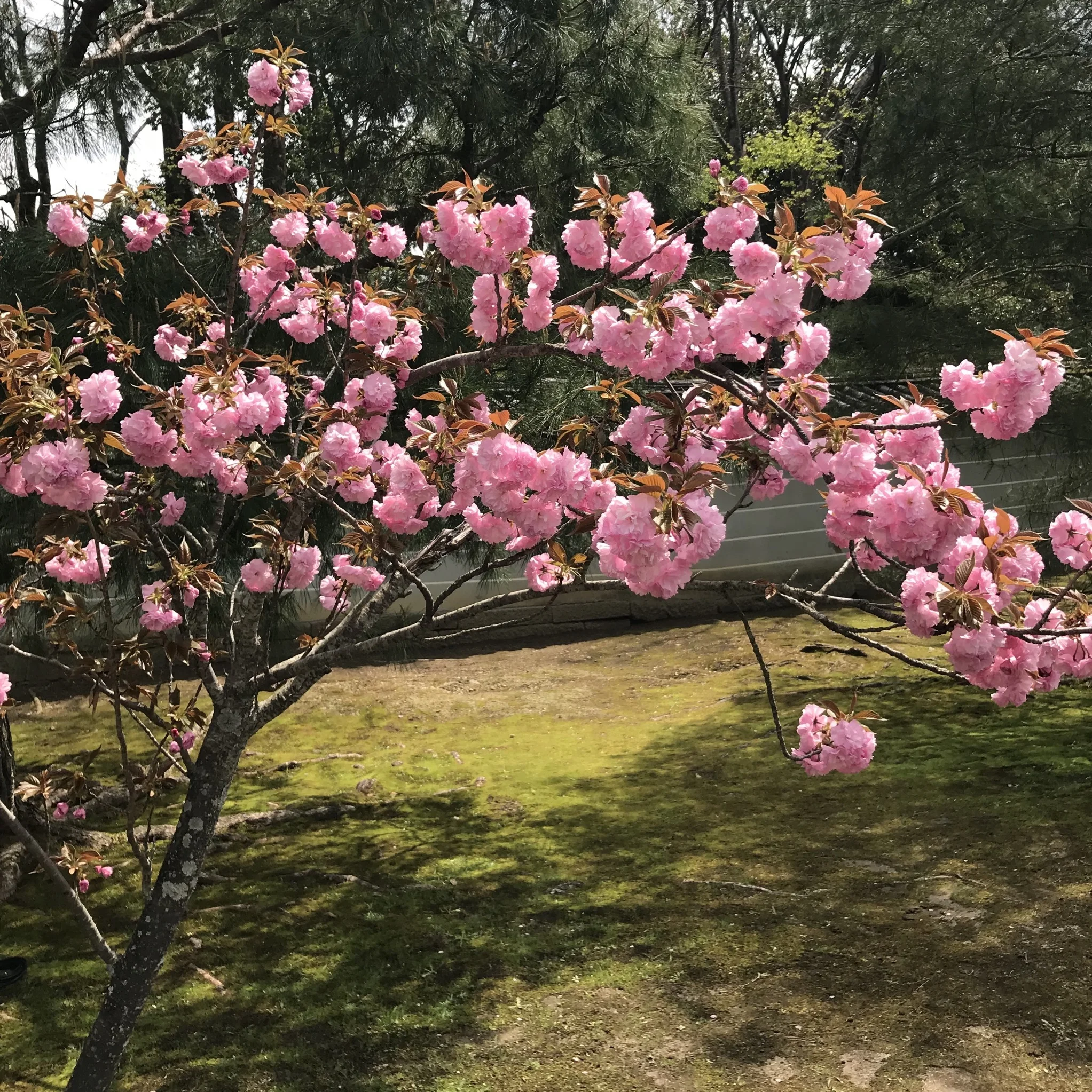 京都 仁和寺。低気温な日のお花見はパーカーが大活躍！_1_3-5
