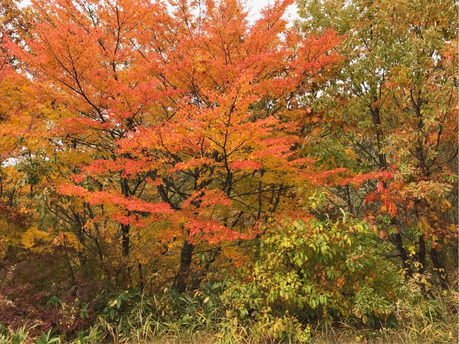 紅葉を観に行こう！