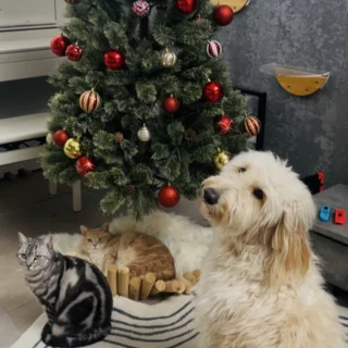 子供もワンコも一緒に。最近のお出かけ事情