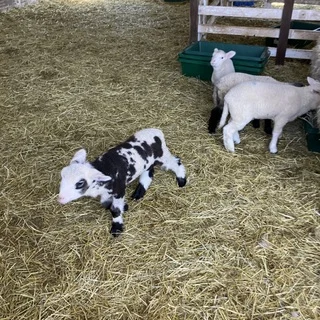 癒しと驚きの六甲山牧場_1_3-2