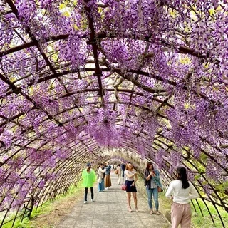 ☆「令和」元年☆藤の花のお花見でスタート！