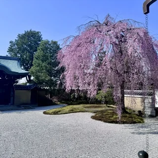 春の京都ひとり旅。満開の枝垂れ桜と村上隆、コスチュームジュエリー展。