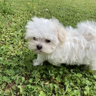 マルチーズの赤ちゃん