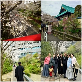 東京は桜が満開です♡