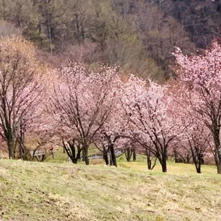 福島県でおすすめの『桜の名所』①