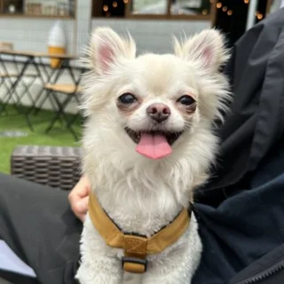 THE SECONDで癒しの休日。愛犬と過ごす、那須のプライベートヴィラ_1_9-3