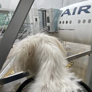 ようこそ日本へ！【愛犬のパリから東京への旅】