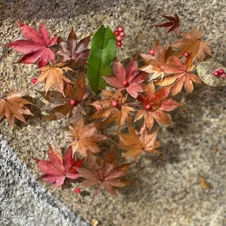 【秋旅】恒例の岐阜・中津川グルメツアー