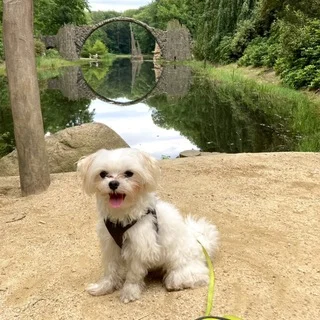 ドイツで犬と散歩