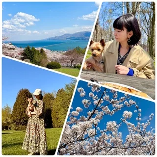 GWようやく北海道は桜が満開に！穴場スポットでお花見