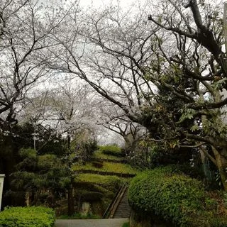 目黒川の桜はもう少し！_1_2-1