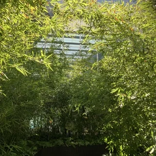 都会の中の“森レストラン”で春を味わう♡_1_1-2