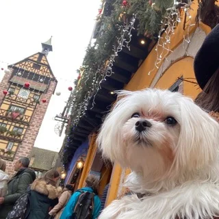 コルマールのクリスマスマーケットと犬