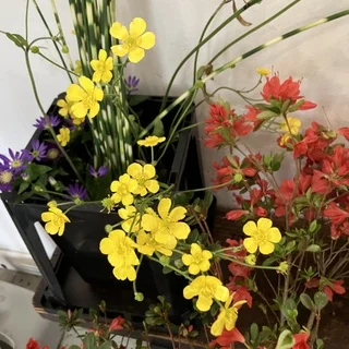 花道みささぎ流 家元・片桐先生のもとでならう、いけばなの時間_1_2-2