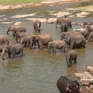 ピンナワラの象の孤児院＠スリランカ