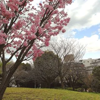 目黒川の桜はもう少し！_1_2-2