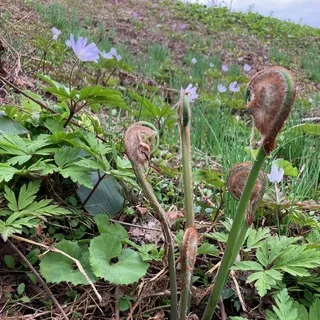 【GW家族旅行】１泊２日で地元・新潟県長岡市へ帰省して「山菜採り」と「地元グルメ」を満喫してきました！